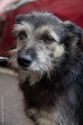 Portrait of a homeless, sad, black dog with a depressed look. Close-up of an abandoned dog that lives in a veterinary clinic