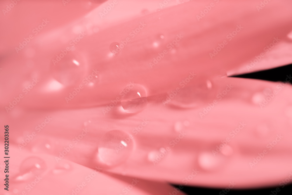 Flower with pink petals after the rain. Raindrops on the petals.