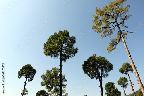 Lush Green Pine Trees Forest and beautiful Landscape of Patriata, New Murree, Punjab, Pakistan photo