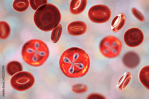 Babesia parasites inside red blood cell, the causative agent of babesiosis. 3D illustration showing classic tetrad-forms of Babesia merozoites so-called Maltese cross formation photo