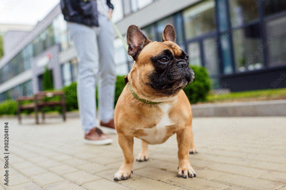 Selective focus of french bulldog and man with leash on street