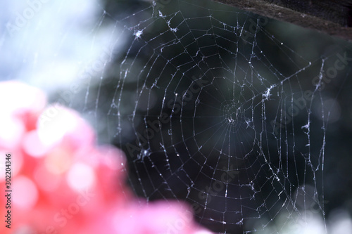 web spider outdoor with copy space for your text photo