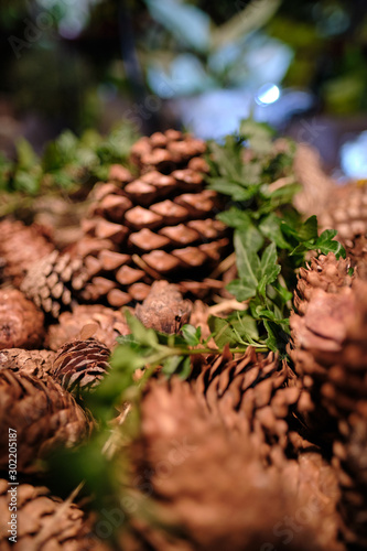 Heap of pine cones close up. Natural background of pine cones. Celebratory background. Top view