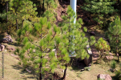 Lush Green Pine Trees Forest and beautiful Landscape of Patriata, New Murree, Punjab, Pakistan photo