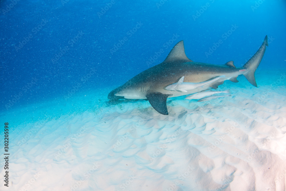 Fototapeta premium Bull shark at the Bahamas
