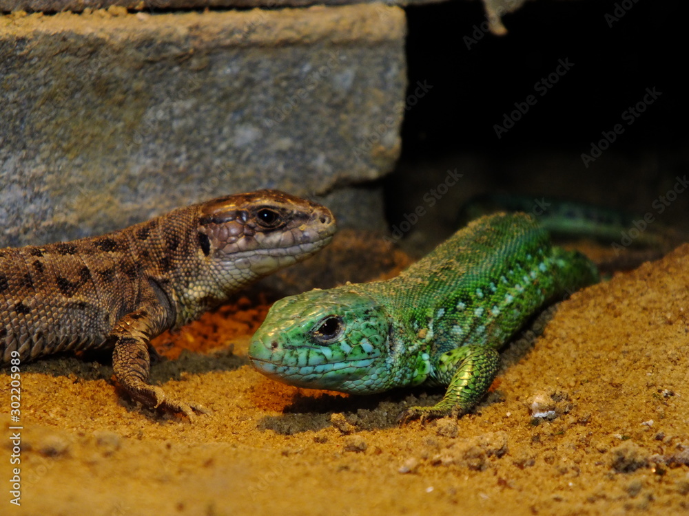 Naklejka premium izards live in a terrarium. sand lizard