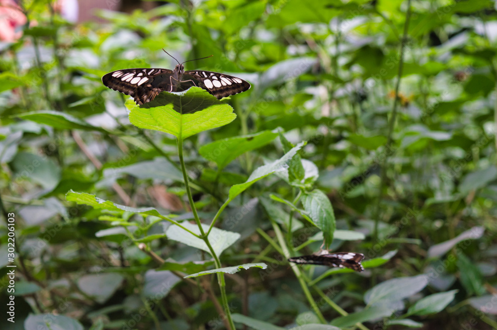Butterflies in a tropical garden Butterflies in a tropical garden