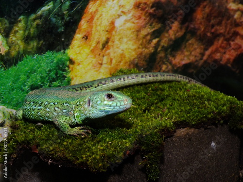 izards live in a terrarium. sand lizard