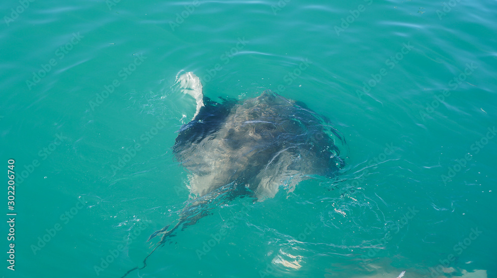 Obraz premium Large Stringray lure feeding in South Africa shark diving attraction on boat