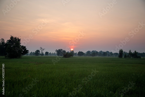 The sun is rising on the rice fields in the morning with golden sky at rural Thailand. Landscape of the sunset over rice fields with orange sky.