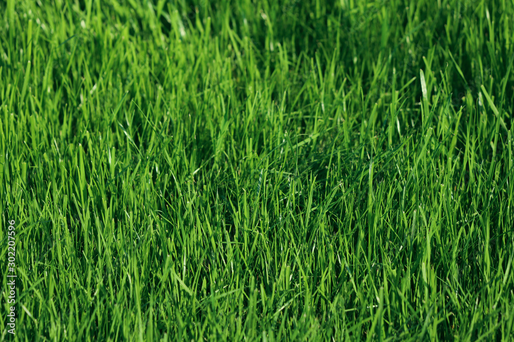 Natural green background. View from above on a green grass field. Free space, close-up, horizontal. Nature concept. Natural green background. View from above on a green grass field. Free space, close-up, horizontal. Nature concept.
