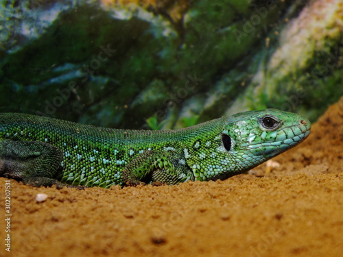 izards live in a terrarium. sand lizard