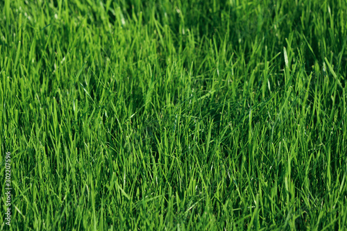 Natural green background. View from above on a green grass field. Free space, close-up, horizontal. Nature concept.