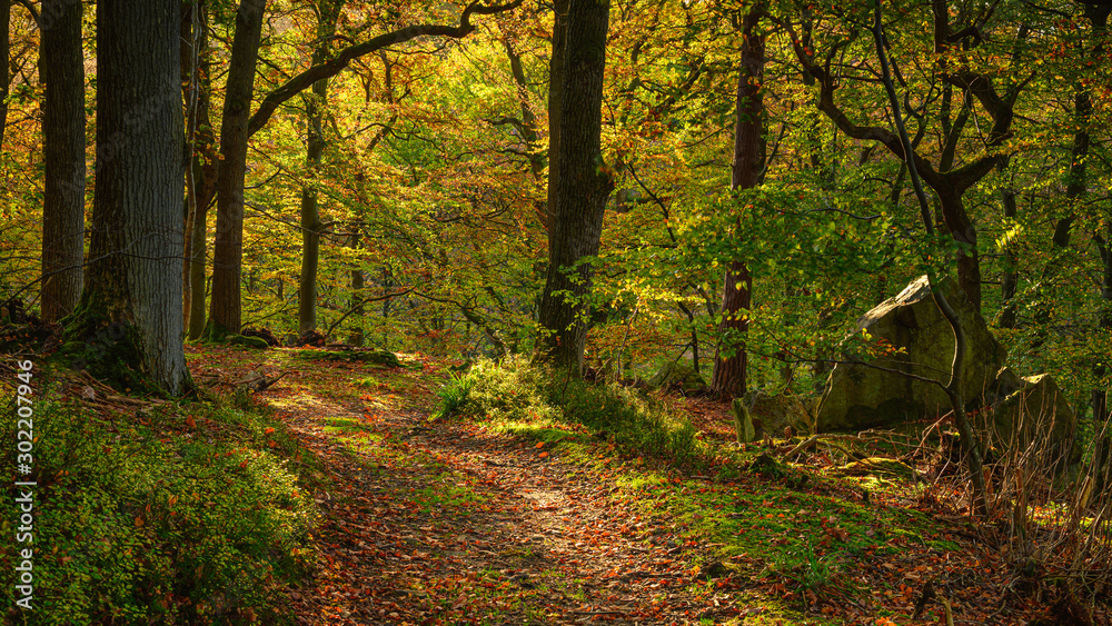 Autumn Walk through Morralee Wood, at Allen Banks and Staward Gorge in the English county of Northumberland which was a Victorian garden in a gorge of the River Allen cutting through woodland Autumn Walk through Morralee Wood, at Allen Banks and Staward Gorge in the English county of Northumberland which was a Victorian garden in a gorge of the River Allen cutting through woodland