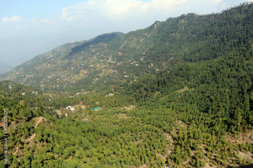 Lush Green Pine Trees Forest and beautiful Landscape of Patriata, New Murree, Punjab, Pakistan