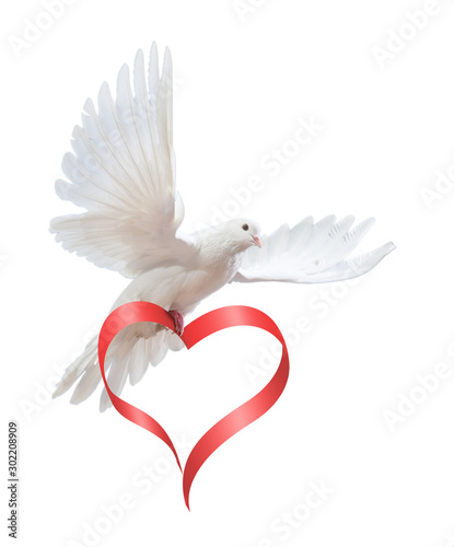 free flying white dove isolated on a white background