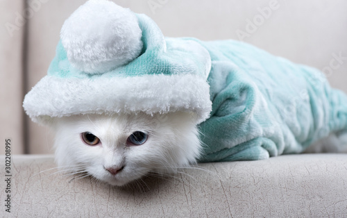 kitten in a british long hair cat © yasinyorur