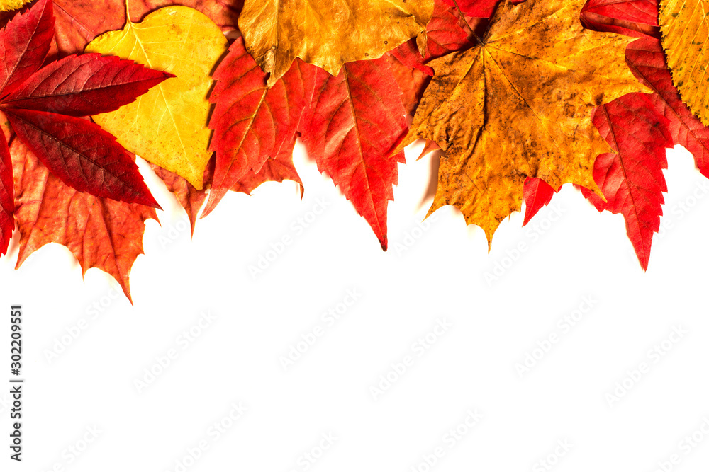 Obraz premium Autumn Leaves Isolated On White