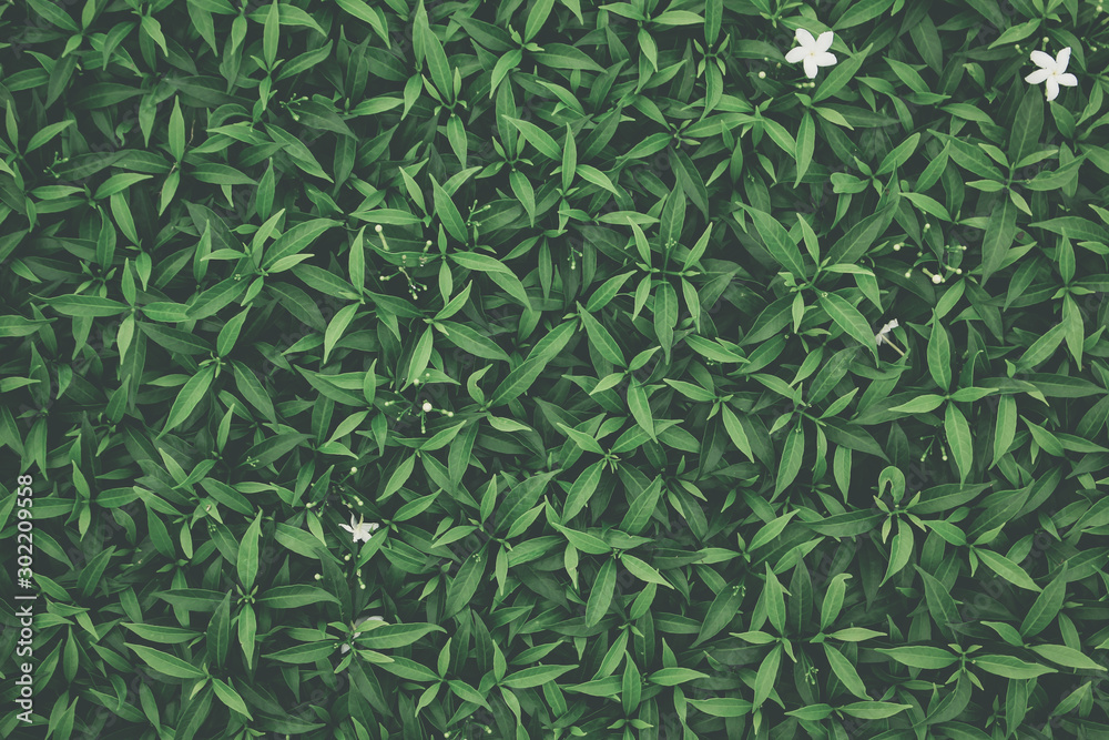 green leaves background green leaves background