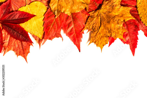Autumn Leaves Isolated On White