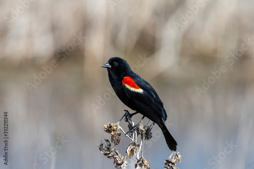 Red winged Blackbird perched on branch