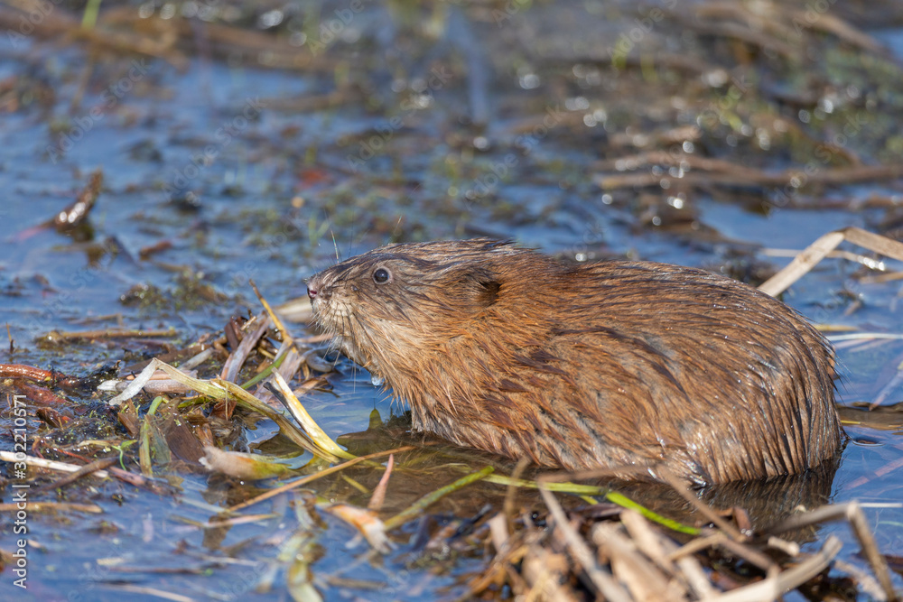 Muskrat feeding in shallow water of pond Muskrat feeding in shallow water of pond