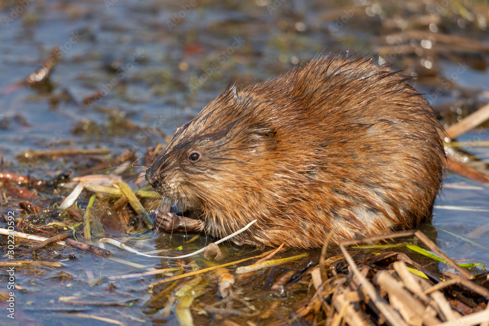 Muskrat feeding in shallow water of pond Muskrat feeding in shallow water of pond