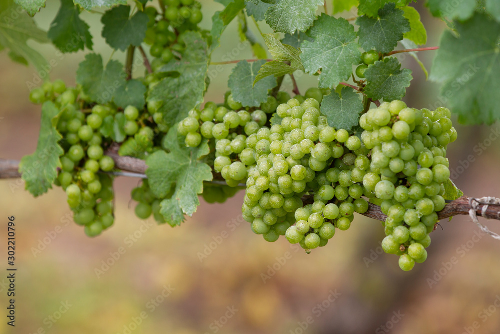 Green Grapes on the vine waiting for the harvest