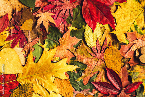 autumn leaves background