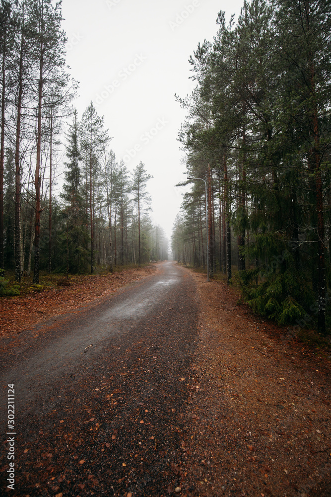 Fairytale Forest Finland. Foggy forest near Helsinki Fairytale Forest Finland. Foggy forest near Helsinki