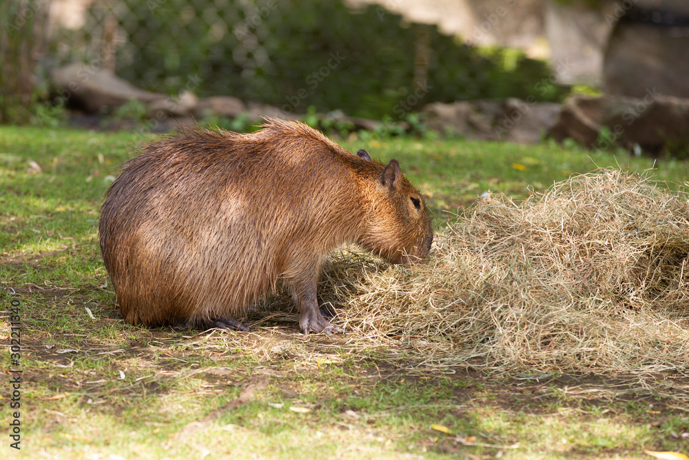 Fototapeta premium Adult capybara in a Captive Enviornment