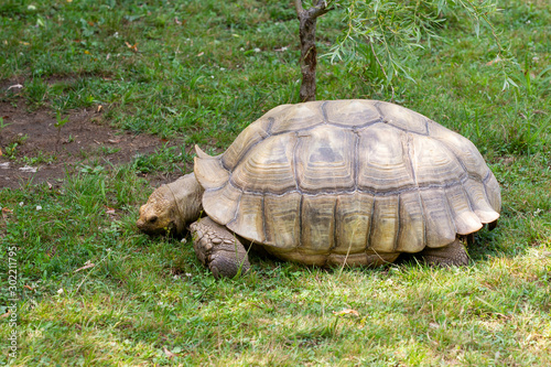 Large tortoise walking on a grassy field