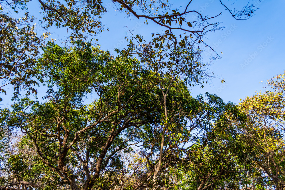 Φωτογραφία Trees at the Ruins of Yashwantgad Fort. Redi, Maharashtra