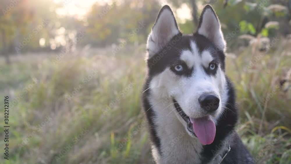 Husky dog with blue eyes and tongue out in iron collar in autumn park. Husky dog in choke chain Husky dog with blue eyes and tongue out in iron collar in autumn park. Husky dog in choke chain