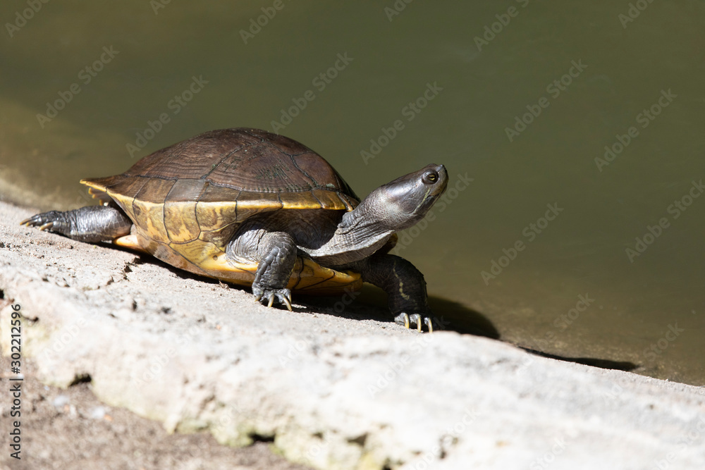 Obraz premium Beautiful Sandwich Tern on a Florida Beech