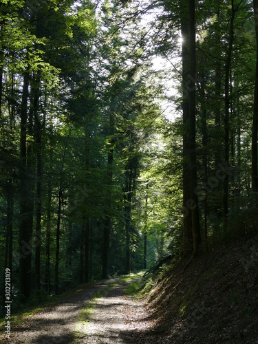 Waldweg © Andrea