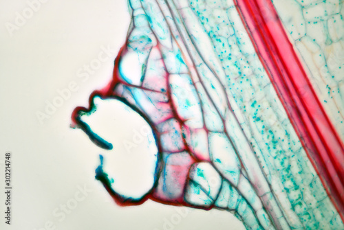 Pumpkin stem under the microscope photo