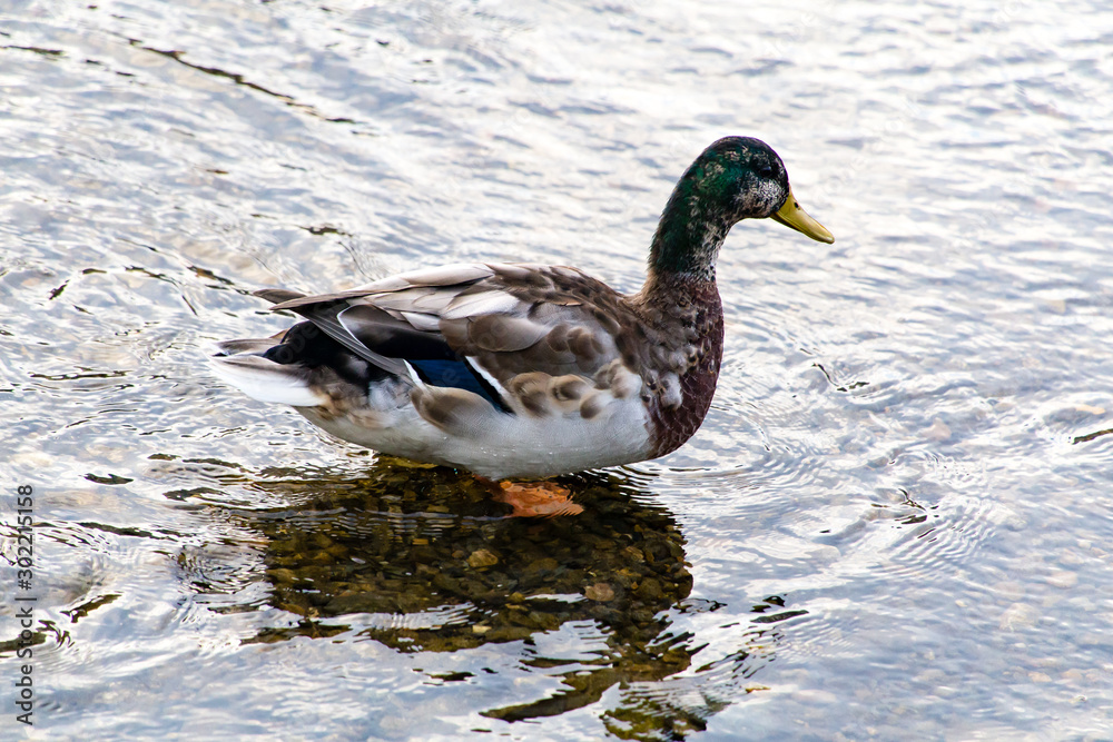 Fototapeta premium 2015年9月, 日本, 京都, 鴨川