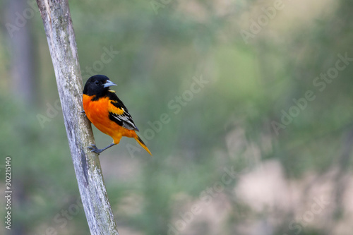 Baltimore Oriole perched on wood