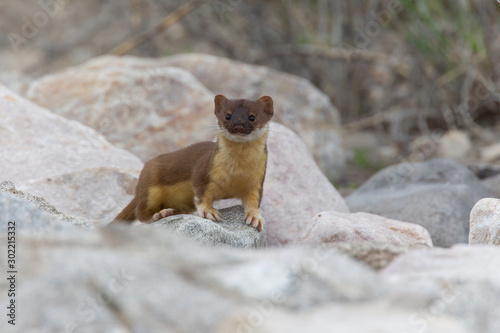 Long-tailed weasel at Bear River Bird Sanctuary
