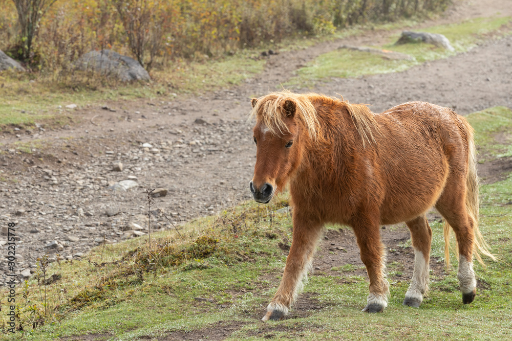 Fototapeta premium Piękny Wild Pony of Virginia's Grayson Highlands State Park
