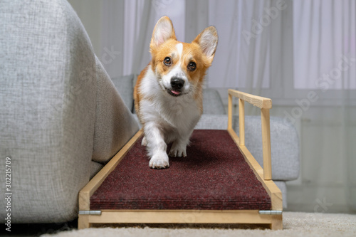 A funny welsh corgi pembroke dog coming down on a home ramp. Safe of back health in a small dog.