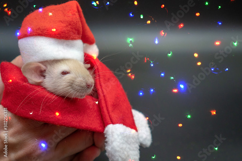 Rat in a suit of Santa Claus on the background of New Year's garlands. The concept of a happy new year and christmas. photo