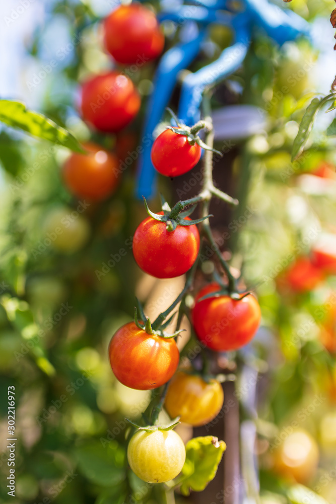 Ripe cherry tomatoes on a plant in the garden