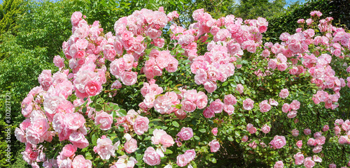 Fototapeta Naklejka Na Ścianę i Meble -  rose bush full bloom with green trees in the background
