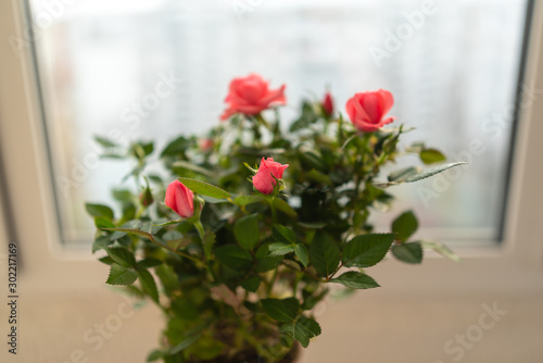 red roses by the window, closeup flower arrangement