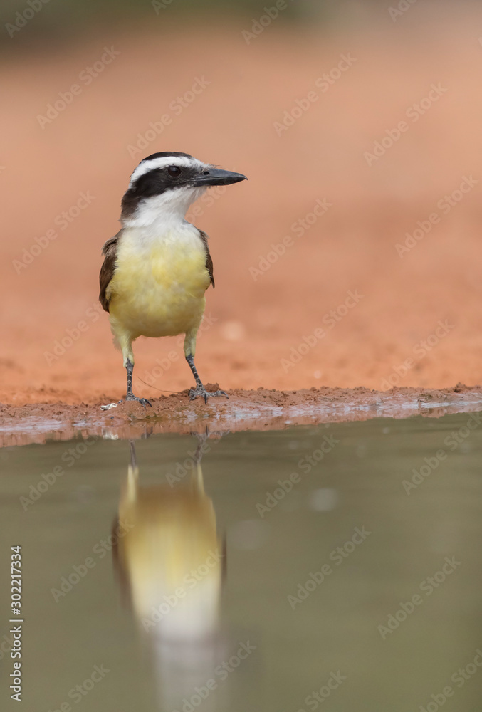 Obraz premium Great Kiskadee perched on tree in Rio Grande River Valley
