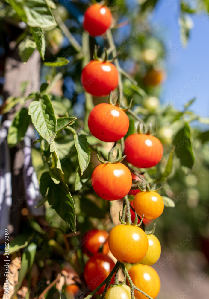 Ripe cherry tomatoes on a plant in the garden Ripe cherry tomatoes on a plant in the garden