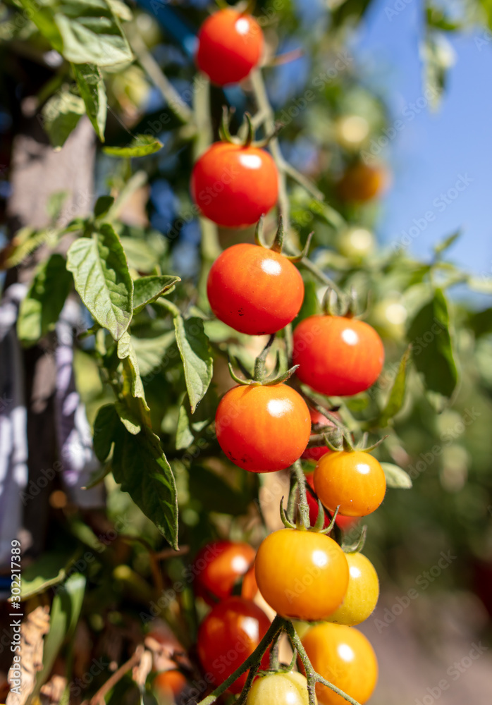 Ripe cherry tomatoes on a plant in the garden