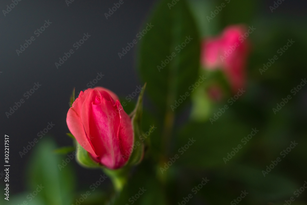 red roses on black background , close-up festive flower arrangement